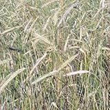 Winter Rye Grass Seeds - 20 LBS by American Meadows
