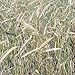 Winter Rye Grass Seeds - 20 LBS by American Meadows