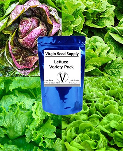 Virgin Seed Supply (4) Lettuce Seed Variety Pack - Buttercrunch, Iceberg, Red Romaine, and Parris Island Romaine Varieties -Non-GMO Organic Heirlooom- 4,200 Seeds