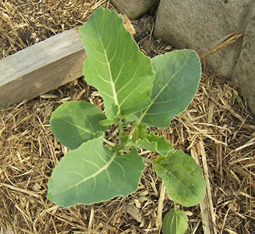 Cauliflower seeds - Graffiti Cauliflower - flashy purple heads. 20 Seeds !