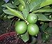 Persian Lime Tree - Fruit Bearing Size -6