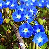 250 Heavenly Blue Morning Blooming Vine Seeds - Wonderful Heirloom Climbing Vine
