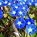 250 Heavenly Blue Morning Blooming Vine Seeds - Wonderful Heirloom Climbing Vine