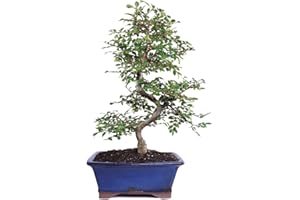 Brussel's Bonsai Live Chinese Elm Bonsai Tree, Outdoor - Medium, 7 Years Old, 8 to 10 inches Tall - Includes Decorative Ceramic Bonsai Pot