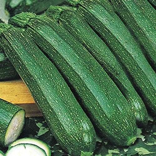 Courgette Plants 3 X 9cm Pot Plants, Mixed Varieties. Amazon.co.uk