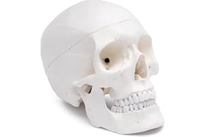 Medical Anatomical Human Skull Model High Quality, Classic, 3-part, Life Size
