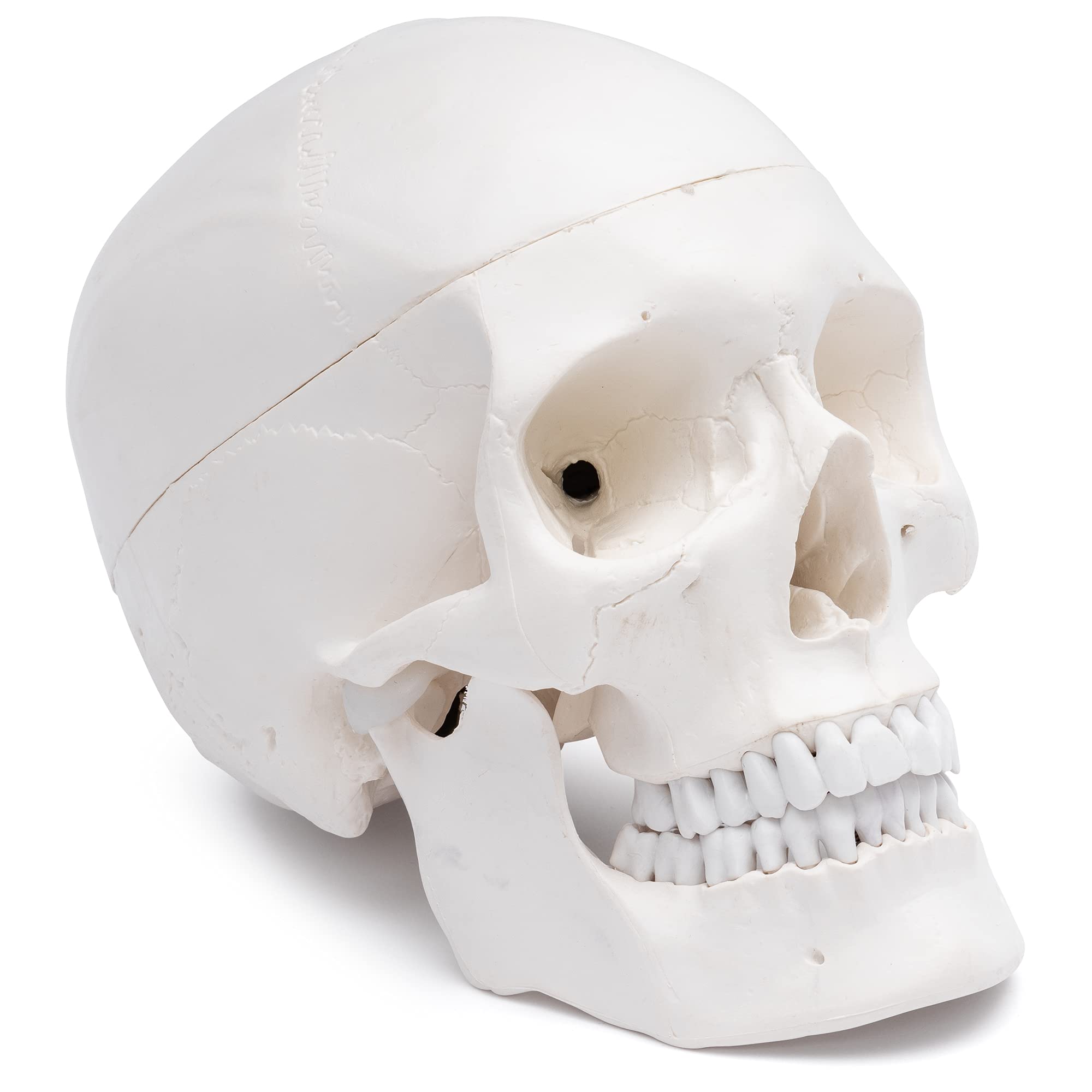 Cranstein A-210 Skull Model for Anatomy Education 3 Pieces