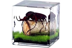 LimiChrys Insects' Cubic Scope, Real Insect Collection, Resin Bug Specimen, Biology Scientific Educational Display, Crystal Cube Ornament, Nature Inspiration(Antler Horned Beetle)
