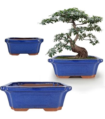 Amazon.com : MUZHI Blue Bonsai Plant Pot 9.9” with Drip