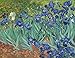 FKG Adult Jigsaw Puzzle Art Painting Vincent Van Gogh Irises 500-Pieces