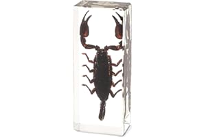 HUDIRGO Real Taxidermy Scorpion in Resin - Taxidermy Bugs for Scientific Education, Insects in Resin Gifts for Specimen Collector, Family or Friends (Scorpion)