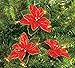 (Pack of 12) Red Glitter Poinsettia Christmas Tree Ornaments