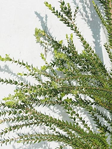 Amazon メラレウカ ティーツリー 苗 センテッドベーバーバーグ 5号ポット苗 植木