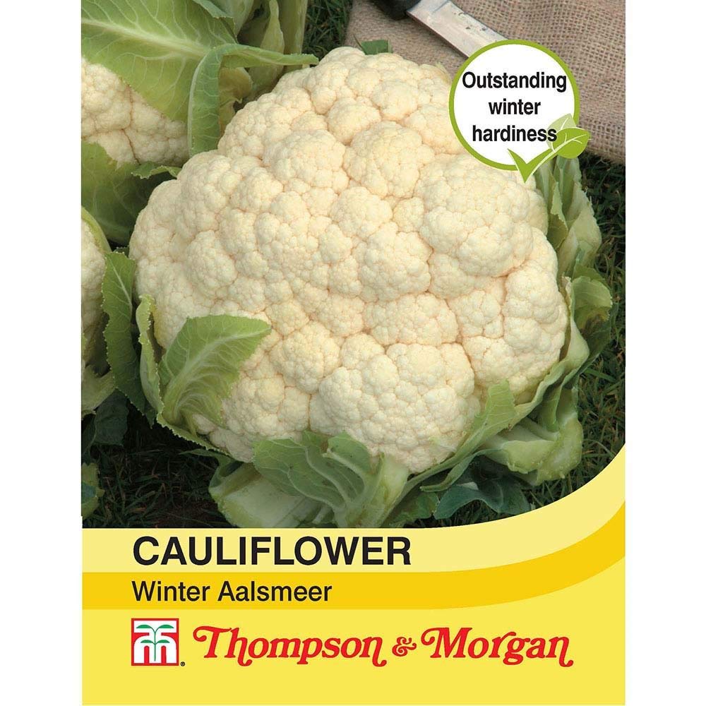 Thompson & Morgan - Vegetables - Cauliflower Winter Aalsmeer - 50 Seed