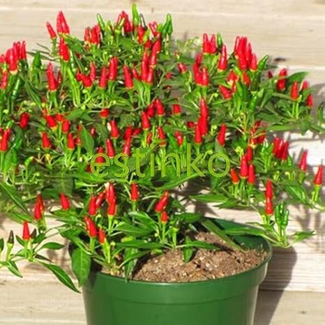 N E W Hot Heirloom 50 Lot Thai Sun Hot Pepper Capsicum Pepper Ornament Chilli Seeds Bonsai Plant Mini Hot Pepper Seeds Amazon De Garten