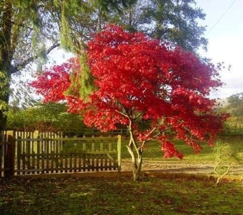 Fireglow Japanese Maple - Live Plant - Trade Gallon Pot