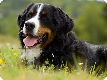 Edition Colibri Tapis De Souris Motif Chien 109 Bouvier