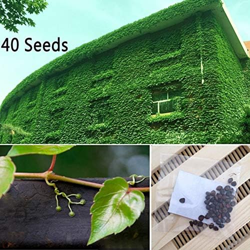 Chicoco Seed,Parthenocissus Tricuspidata Seeds 40Pcs Parthenocissus Tricuspidata Seeds Boston Ivy Climbing Plant Home Decor - Parthenocissus Tricuspidata Seeds