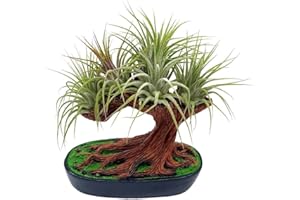 BubbleBlooms Resin Bonsai Air Plant Tree, Glued with Live Air Plants, Home and Office Gift