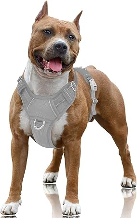 dog running harness