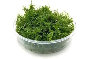 SubstrateSource Mini Christmas Moss Live Aquarium Plant - Freshwater Fish Tank Decorations for Natural Decor (Golf Ball)