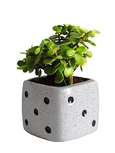 Rolling Nature Good Luck Jade Plant in White Dice Ceramic Pot