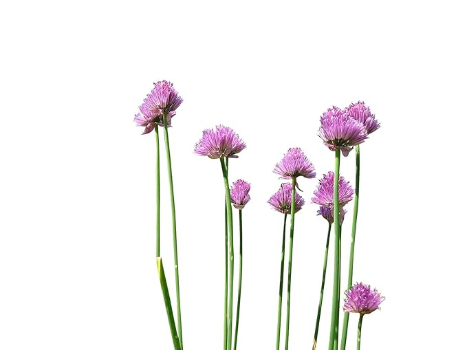 250 frische Samen Schnittlauch (Allium schoenoprasum) -by Samenchilishop-