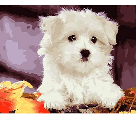 Amazon Co Jp デジタル油絵 動物の白い子犬の風景 Diy 油絵番号 ペイント数キットキャンバスの壁のアートワークホームリビングルームオフィスのクリスマス今年のバレンタインの装飾のギフトは 40 50 Cm の Framele 用でペイント ホーム キッチン