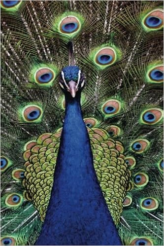 Amazon Peacock Journal Log Doodle Sketch Drawing Notebook Unruled Express Yourself Journals Journal Writing