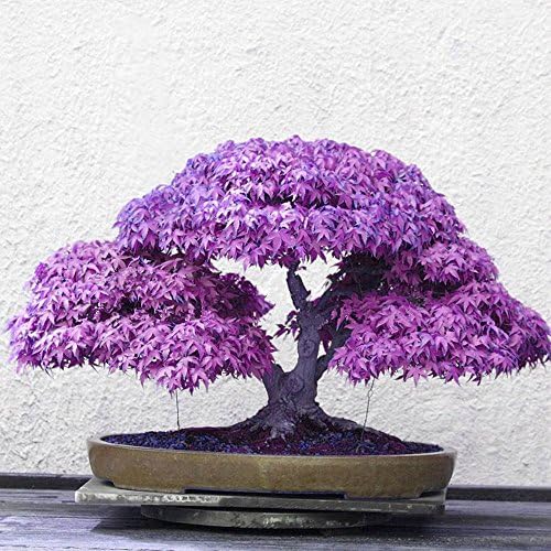 KAYI Japanese Maple Tree Seeds Fall Purple Maple Branch Tree Bamboo Leaf Bonzai Mini Home Garden Tab Ornament Series
