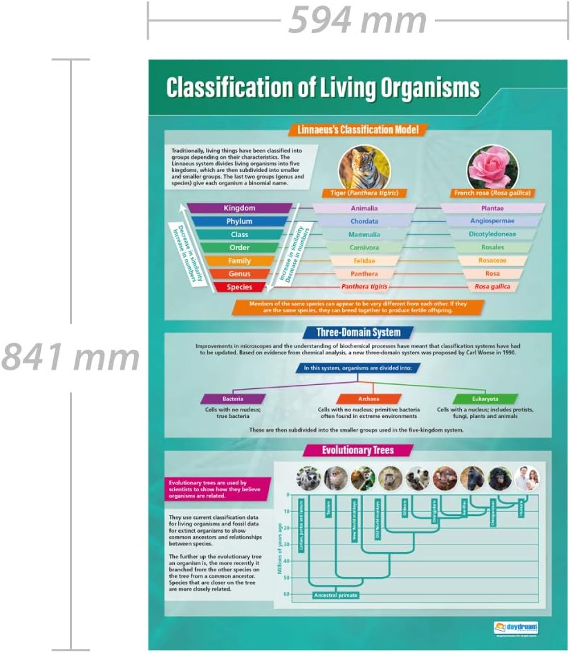 Daydream Education Classification of Living Organisms, Gloss Paper, 85L x 59.4W cm - Image 3