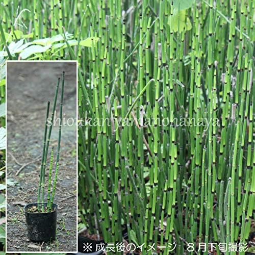 Amazon 紫桜館山の花屋 山野草 トクサ 砥草 木賊 10 5cmポット3 5本立ち仮植え苗 Diy 工具 ガーデン