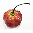 Sunset Peach CGN 21500 Hot Pepper Premium Seed Packet + More