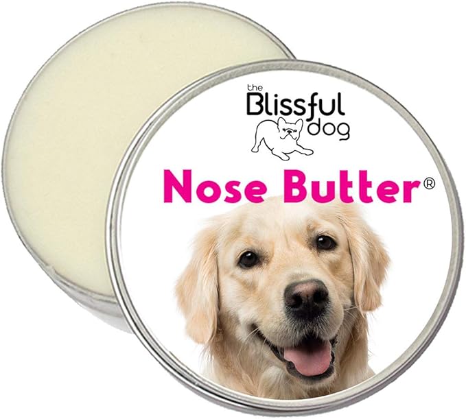 golden retriever dry nose
