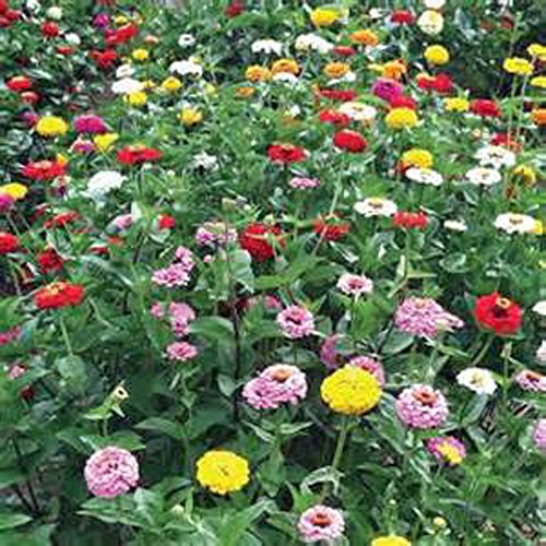 Zinnia, California Giant Zinnia flower seeds, Organic, 100 seeds per
