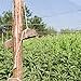 Yaheetech 50ft x 50ft Net Netting for Bird Poultry Aviary Game Pens Black 2.4-inch Square Mesh Size