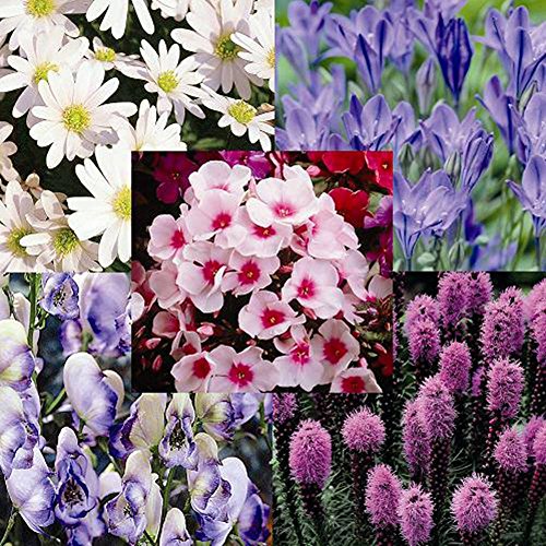 Cottage Perennial Garden 35 Plants Buy Online In Qatar