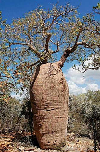 Monkey Bread Tree Adamsonia By Hirts Gardens Baobob Tree 8 Seeds
