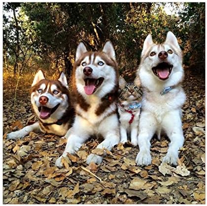 Yeefant Three Huskies and One Cat Embroidery Paintings No Fading 5D Canvas Rhinestone Pasted DIY Diamond Cross Stitch Home Wall Decor for Bedroom Living Room,12x12 Inch