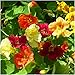 Seed Needs Bulk Package of 350 Seeds, Jewel Mix Nasturtium (Tropaeolum nanum) Non-GMO Seeds primary