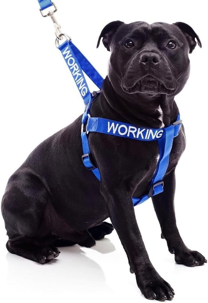 working dog harness