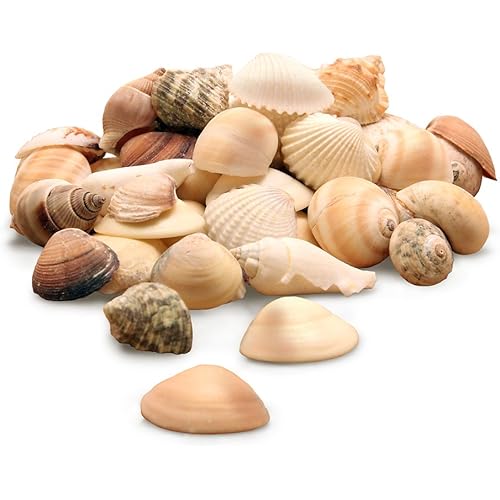 Hygloss Products Craft Shells – Mixed Bucket O' Sea Shells From USA - Natural Mix, 5 Ounce Container
