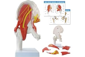 EVOTECH Hip Joint Model W/Removable Muscles, 6 Parts Life Size Human Hip Joint Anatomy Replica of Hip Bone Muscles for Doctor