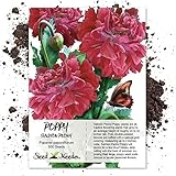 Package of 500 Seeds, Salmon Peony Poppy (Papaver paeoniflorum) Non-GMO Seeds by Seed Needs