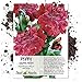 Package of 500 Seeds, Salmon Peony Poppy (Papaver paeoniflorum) Non-GMO Seeds by Seed Needs
