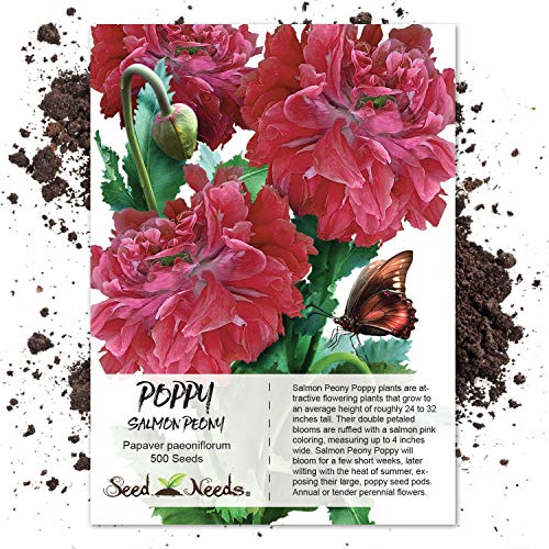 Package of 500 Seeds, Salmon Peony Poppy (Papaver paeoniflorum) Non-GMO Seeds by Seed Needs Package of 500 Seeds, Salmon Peony Poppy (Papaver paeoniflorum) Non-GMO Seeds by Seed Needs