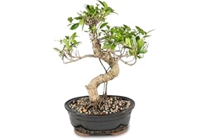 Brussel's Bonsai Live Golden Gate Ficus Indoor Bonsai Tree - 7 Years Old; 8" to 10" Tall with Decorative Container