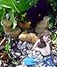 Miniature Fairy Garden Day Dreaming Mermaid Figurine
