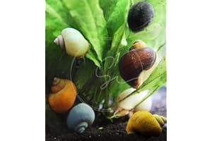SWIMMING CREATURES Assorted 10 Pack Mystery Snails for Freshwater Aquarium. Live Arrival Guarantee. (10 Assorted Color Snails)