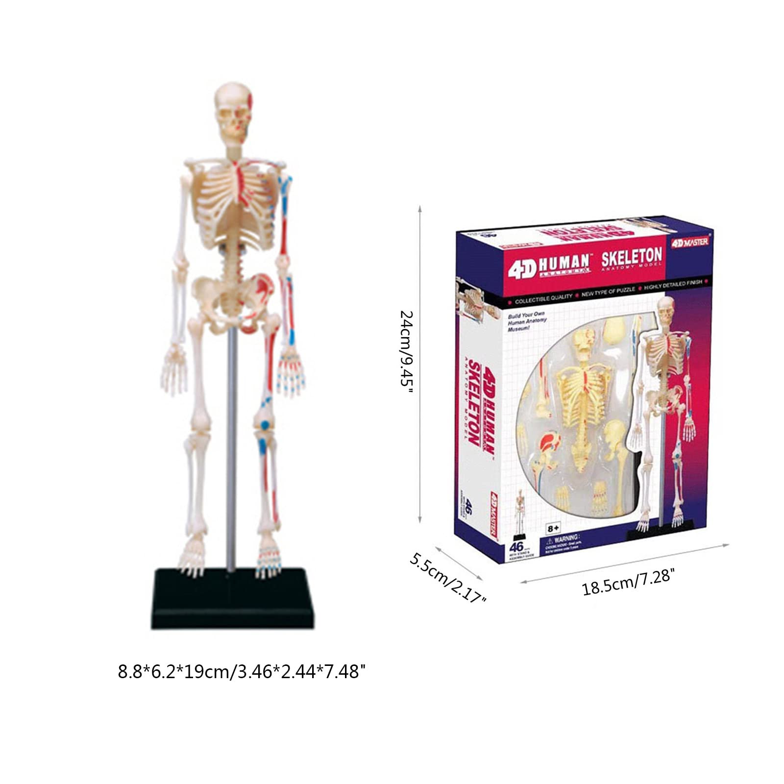 Mua wennqe Removable Mini Human Skeleton Model Full Body Small Skeleton ...